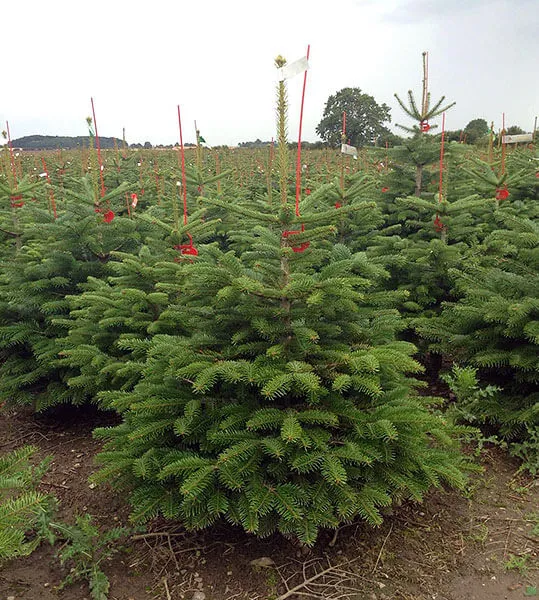 Verse Nordmann kerstbomen, klaar om in Pijnacker bezorgd te worden
