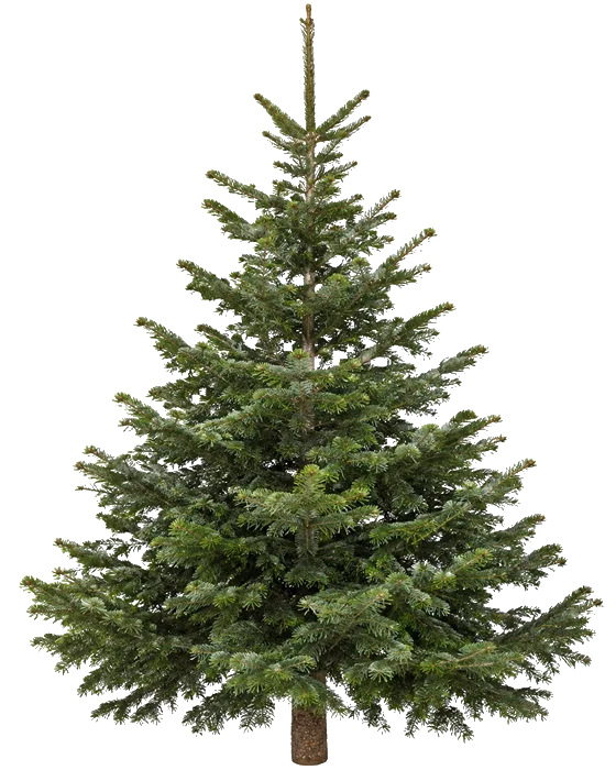 Kerstden gezaagd