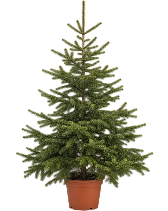 Kerstden in pot