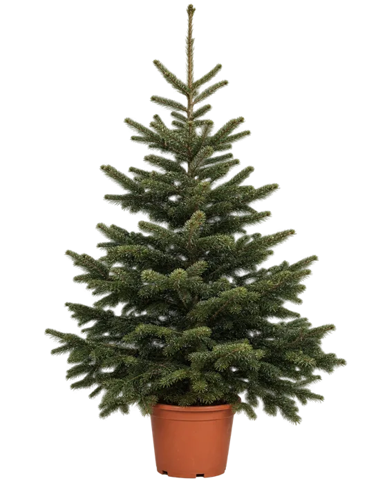 Nordmann in pot